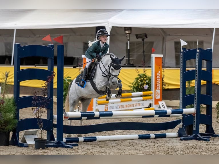 Welsh-B Merrie 8 Jaar 121 cm Appelschimmel in Nieuw-Buinen