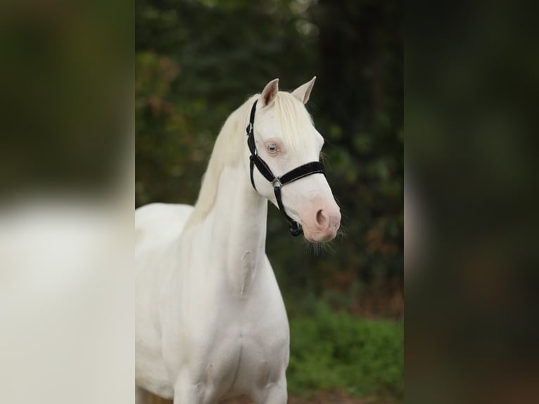 Welsh-B Merrie 8 Jaar 127 cm Cremello in Aalten