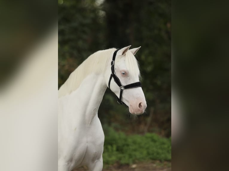 Welsh-B Merrie 8 Jaar 127 cm Cremello in Aalten