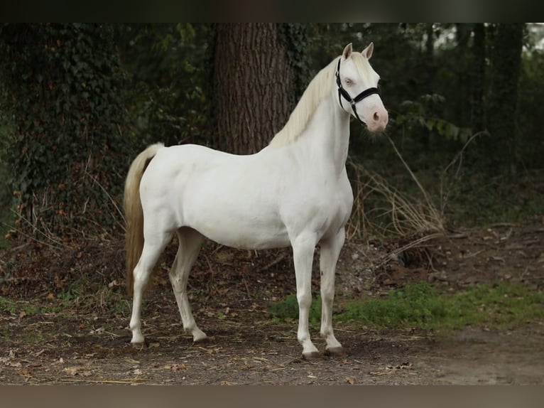 Welsh-B Merrie 8 Jaar 127 cm Cremello in Aalten
