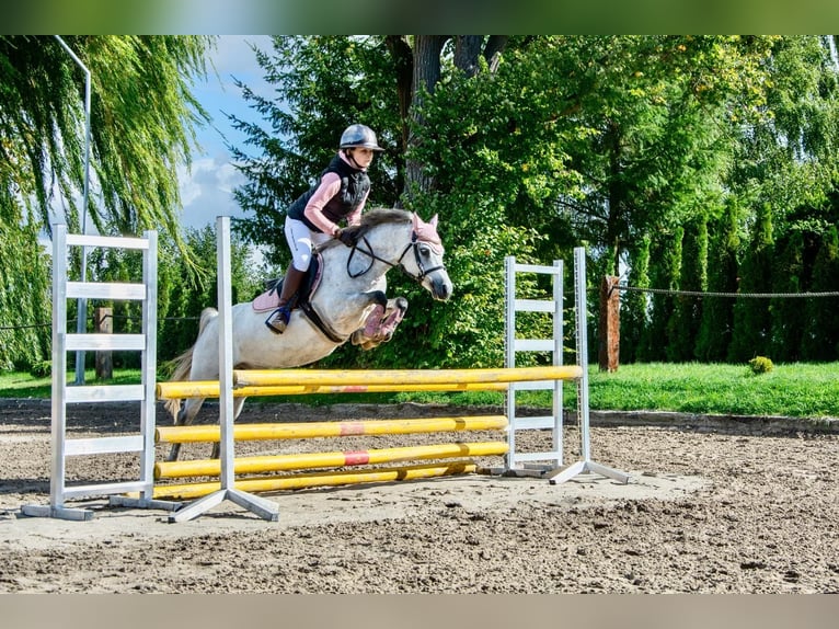 Welsh-B Merrie 8 Jaar 127 cm Schimmel in Żnin
