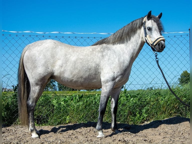 Welsh-B Merrie 8 Jaar 127 cm Schimmel in Żnin
