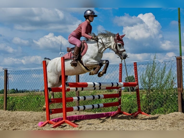Welsh-B Merrie 8 Jaar 127 cm Schimmel in Żnin