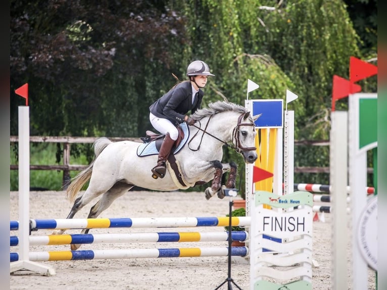 Welsh-B Merrie 8 Jaar 127 cm Schimmel in Żnin