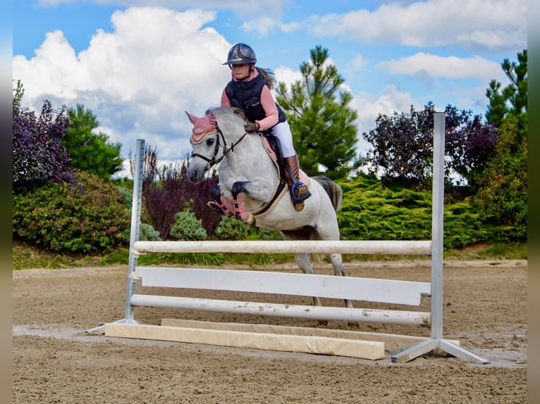Welsh-B Merrie 8 Jaar 127 cm Schimmel in Żnin