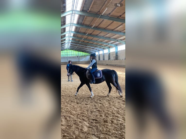 Welsh-B Merrie 8 Jaar 127 cm Zwartbruin in Frankenhardt