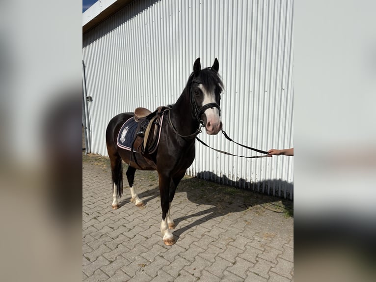 Welsh-B Merrie 8 Jaar 127 cm Zwartbruin in Frankenhardt