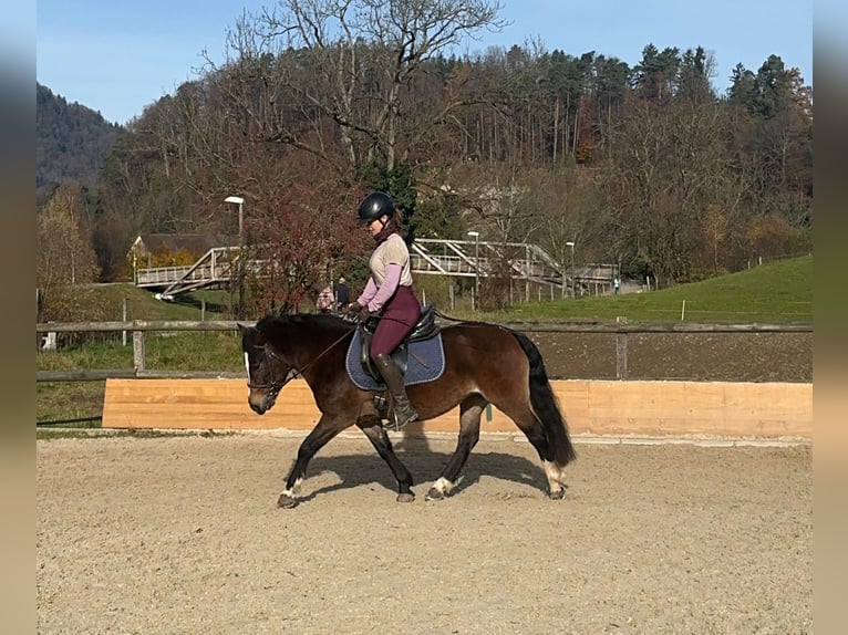 Welsh-B Mix Merrie 8 Jaar 130 cm Bruin in Adliswil