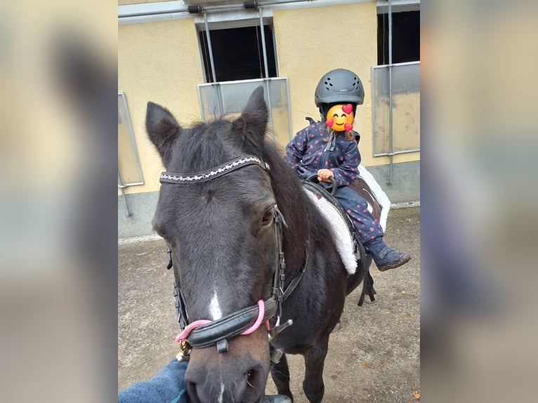 Welsh-B Mix Merrie 8 Jaar 130 cm Zwartbruin in Timelkam