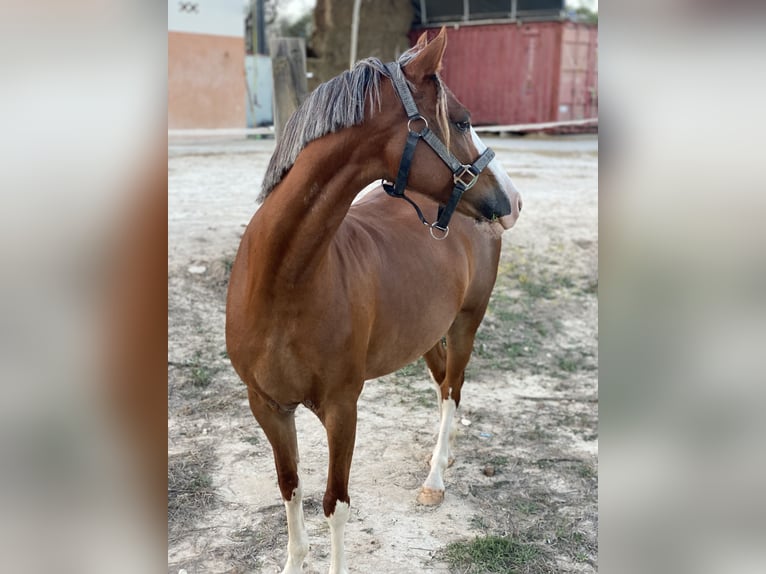 Welsh-B Merrie 8 Jaar 134 cm Vos in Cometa, La (Calpe) (Urbanizacion)