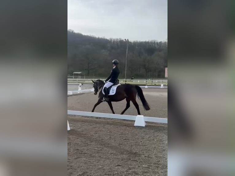 Welsh-B Merrie 8 Jaar 135 cm Donkerbruin in Ascona