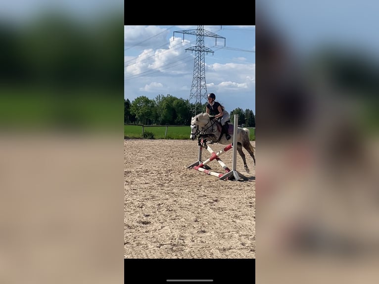 Welsh-B Merrie 8 Jaar 135 cm Schimmel in Maisach