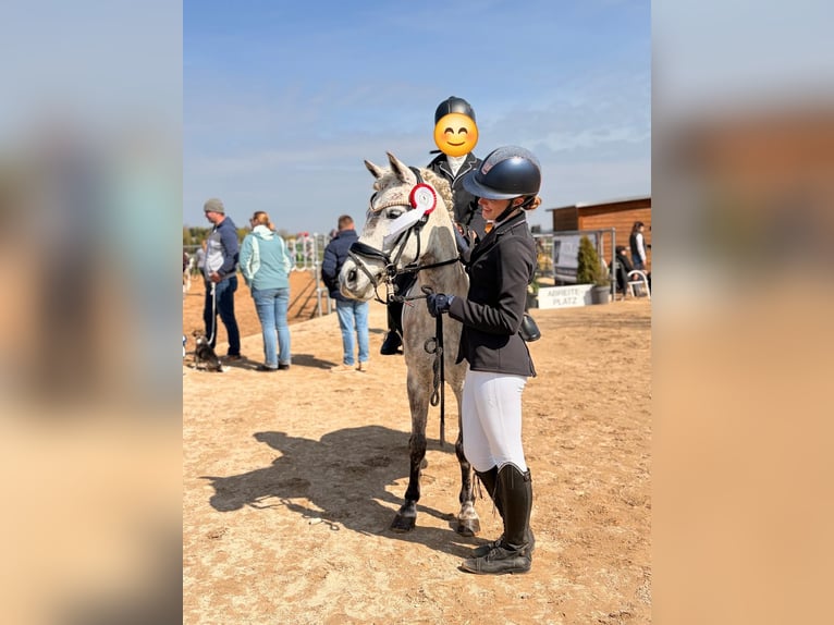 Welsh-B Merrie 8 Jaar 135 cm Schimmel in Maisach