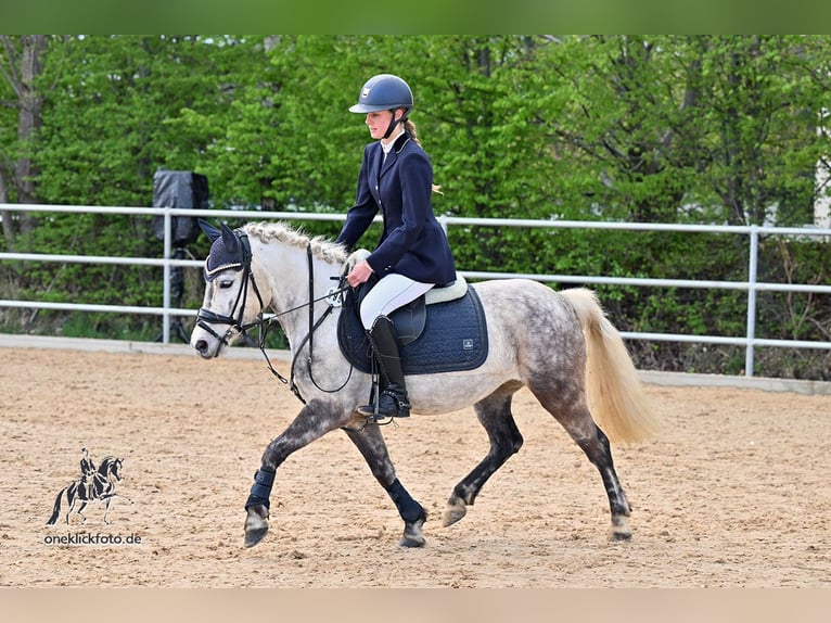 Welsh-B Merrie 8 Jaar 135 cm Schimmel in Maisach