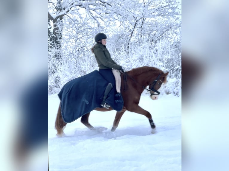 Welsh-B Merrie 8 Jaar 145 cm Vos in BovenauBovenau