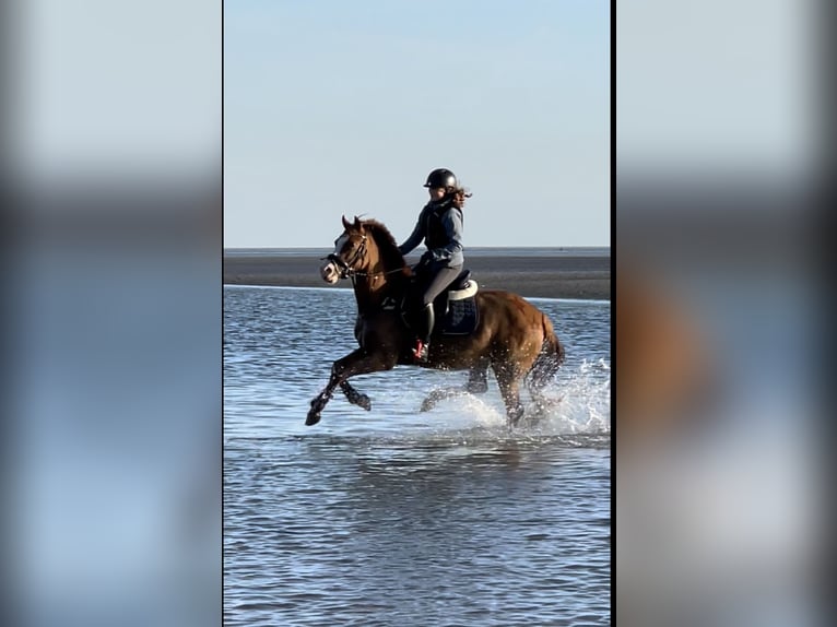 Welsh-B Merrie 8 Jaar 145 cm Vos in BovenauBovenau