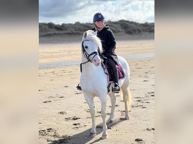 Welsh-B Merrie 9 Jaar 125 cm Schimmel in Zwartewaal