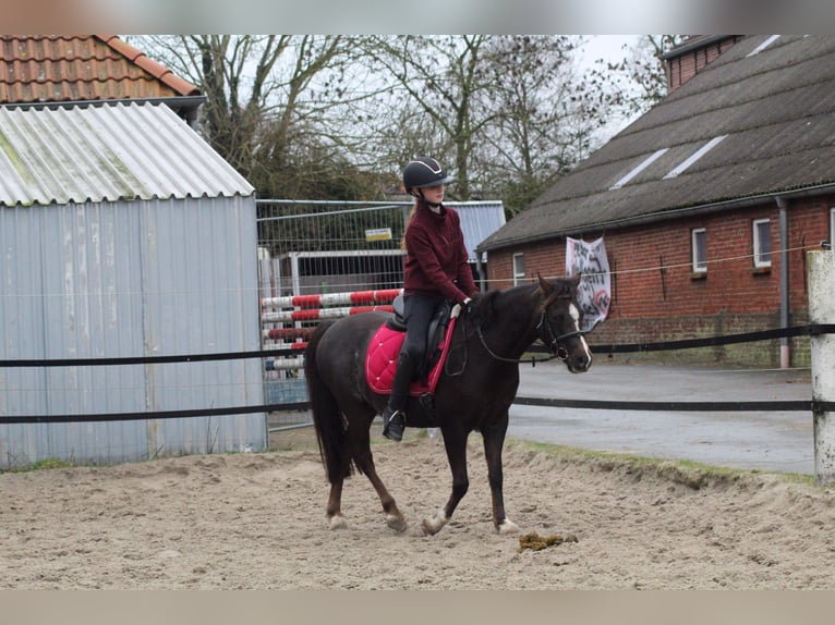 Welsh-B Merrie 9 Jaar 130 cm Donkere-vos in Krummhörn