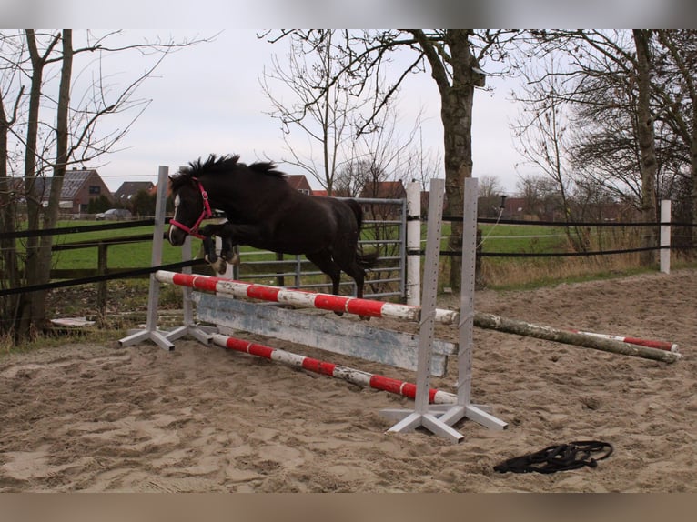 Welsh-B Merrie 9 Jaar 130 cm Donkere-vos in Krummhörn