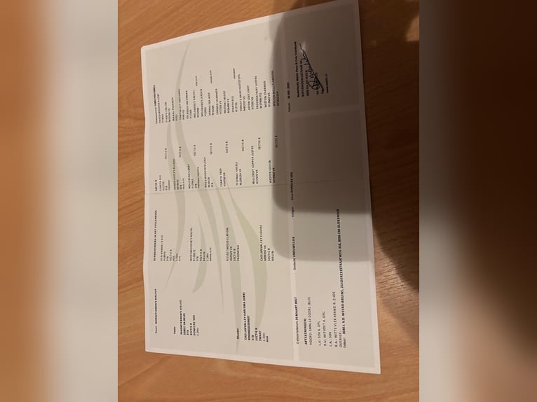 Welsh-B Merrie 9 Jaar 130 cm Donkere-vos in Krummhörn
