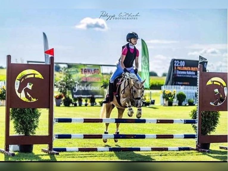 Welsh-B Merrie 9 Jaar 134 cm Palomino in &#x17B;nin