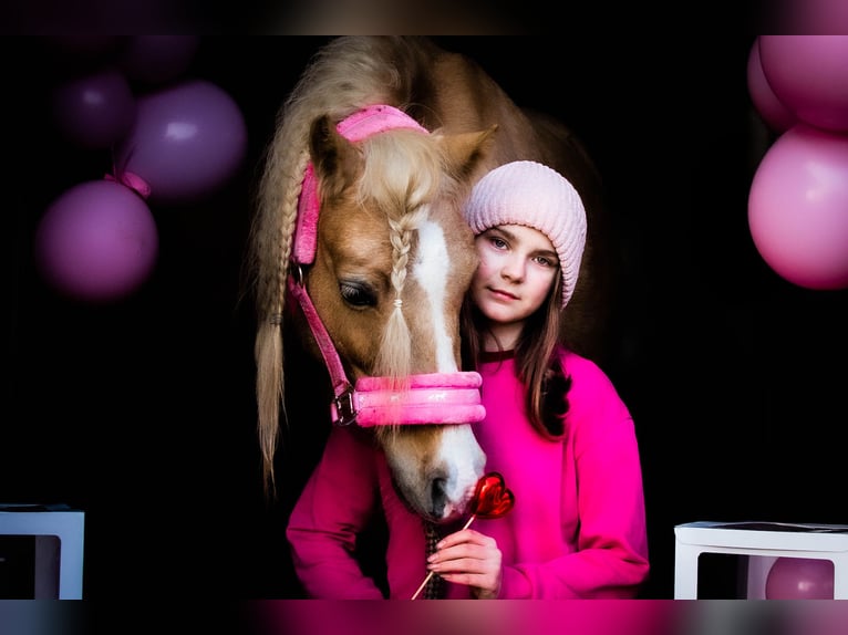 Welsh-B Merrie 9 Jaar 134 cm Palomino in &#x17B;nin