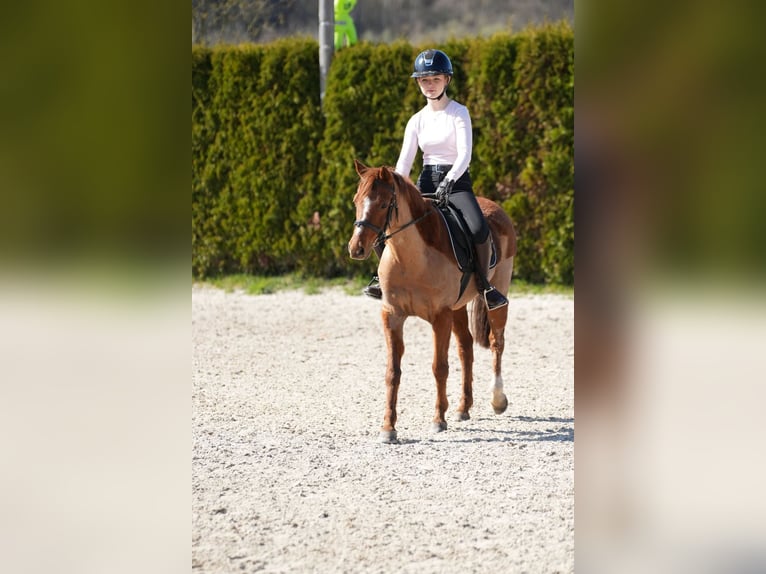 Welsh-B Onbekend 13 Jaar 128 cm Vos in Wächtersbach