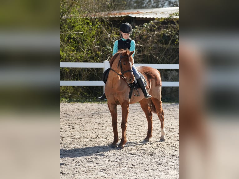 Welsh-B Onbekend 13 Jaar 128 cm Vos in Wächtersbach