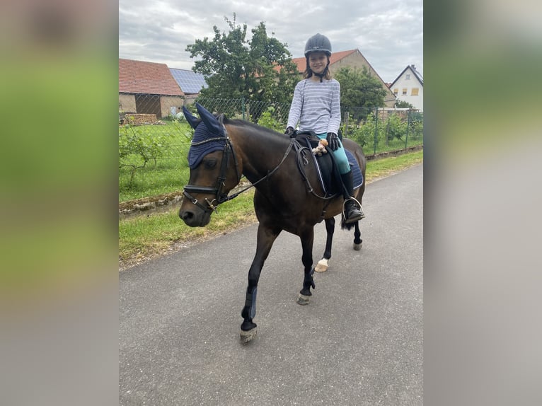 Welsh-B Ruin 10 Jaar 134 cm Donkerbruin in Dingolshausen