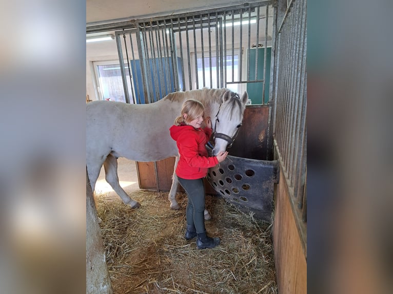 Welsh-B Ruin 10 Jaar 136 cm Schimmel in Aichstetten