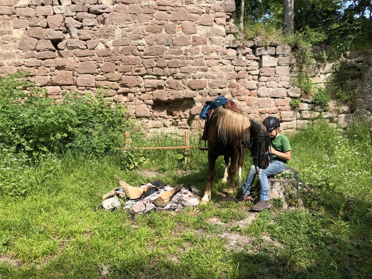 Welsh-B Ruin 10 Jaar 137 cm Donkere-vos in Uder