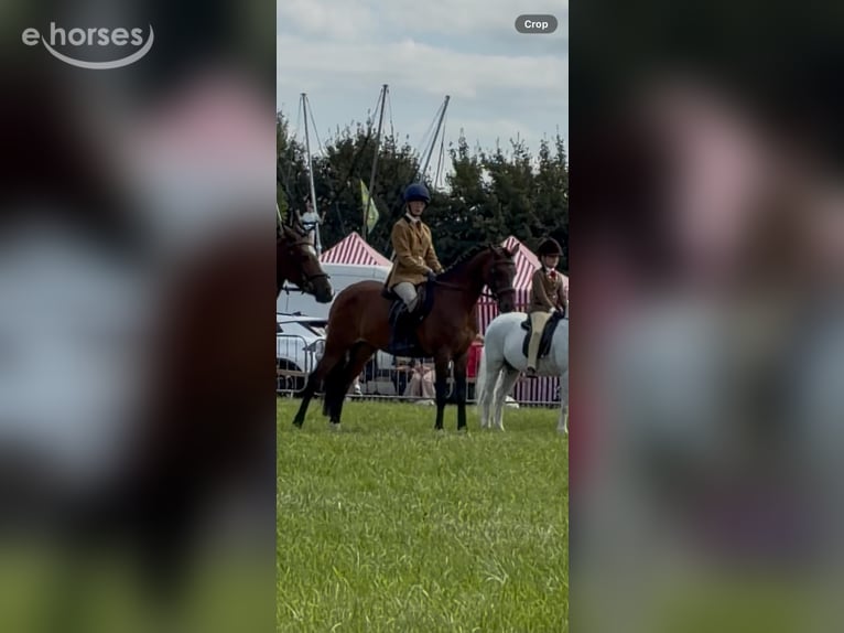 Welsh-B Ruin 10 Jaar 147 cm Roodbruin in Kildare