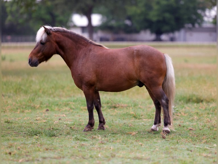 Welsh-B Ruin 11 Jaar 102 cm Donkere-vos in Weatherford