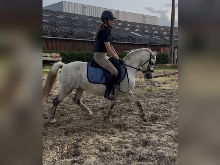 Welsh-B Ruin 11 Jaar 125 cm Blauwschimmel in Lille