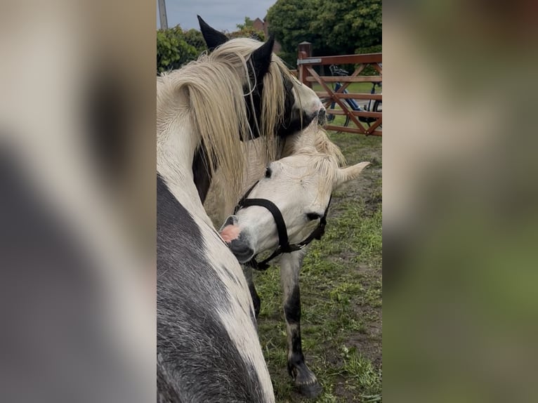 Welsh-B Ruin 11 Jaar 125 cm Blauwschimmel in Lille