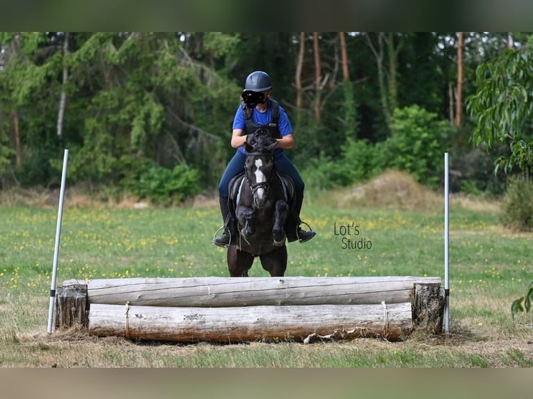 Welsh-B Ruin 12 Jaar 125 cm Zwart in Augustinusga