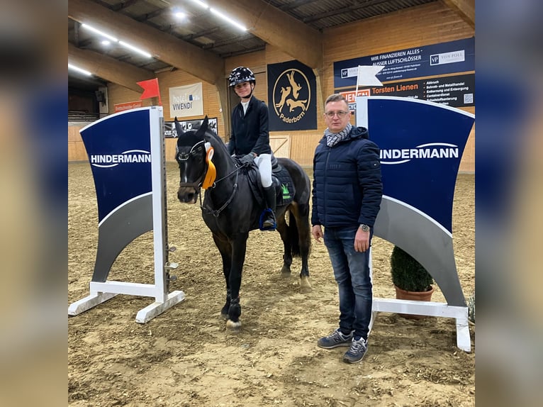 Welsh-B Ruin 12 Jaar 130 cm Zwartbruin in Paderborn