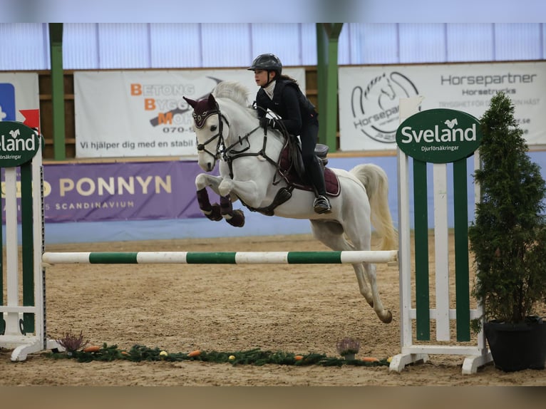 Welsh-B Ruin 12 Jaar 136 cm Schimmel in Klippan