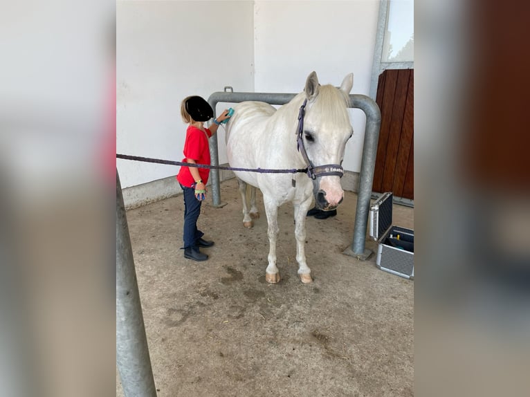 Welsh-B Mix Ruin 13 Jaar 130 cm Appelschimmel in Schopfheim