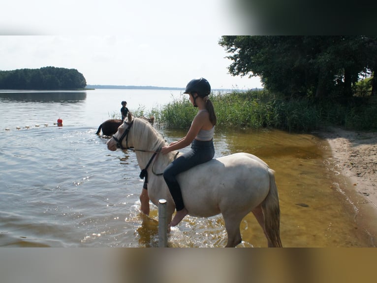 Welsh-B Mix Ruin 14 Jaar 128 cm Cremello in Kupin