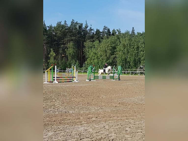 Welsh-B Mix Ruin 14 Jaar 128 cm Cremello in Kupin