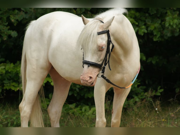 Welsh-B Mix Ruin 14 Jaar 128 cm Cremello in Kupin