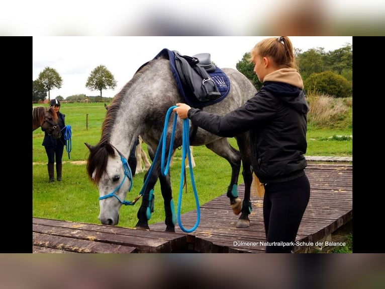 Welsh-B Ruin 14 Jaar 132 cm Appelschimmel in Münster