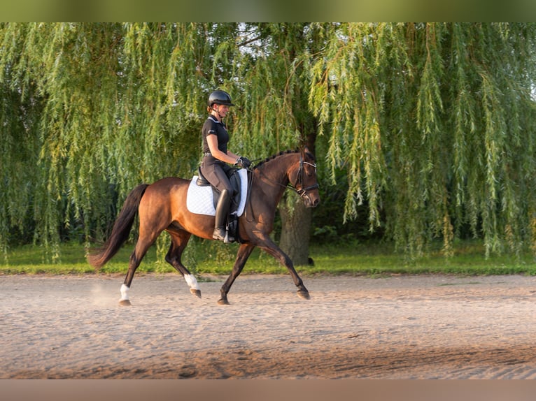 Welsh-B Ruin 14 Jaar 142 cm Roodbruin in St-Basile-le-Grand