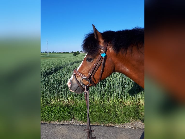 Welsh-B Ruin 15 Jaar 138 cm Bruin in Dornhan