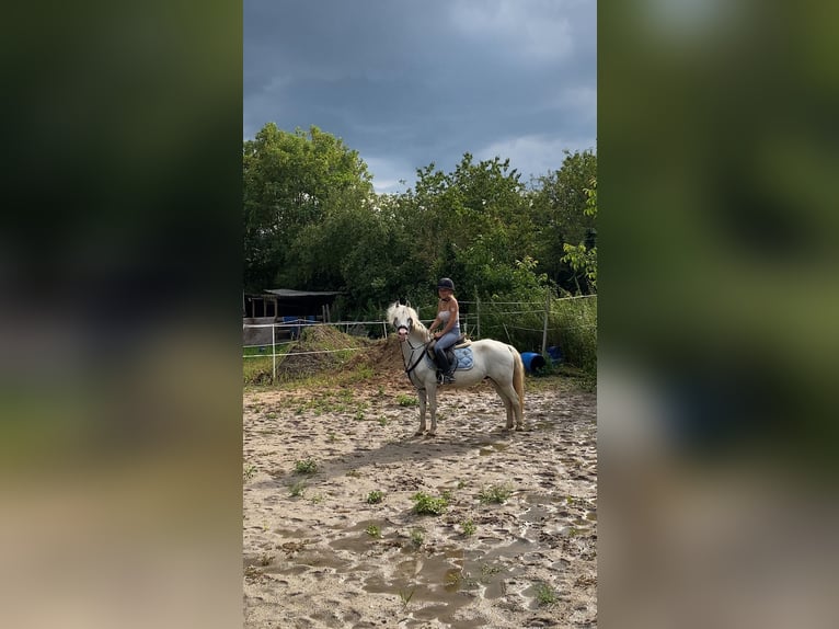 Welsh-B Mix Ruin 15 Jaar 140 cm Wit in Lampertheim