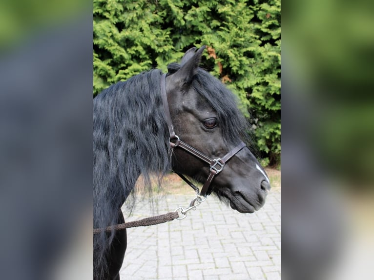 Welsh-B Ruin 16 Jaar 125 cm Zwartbruin in Moringen