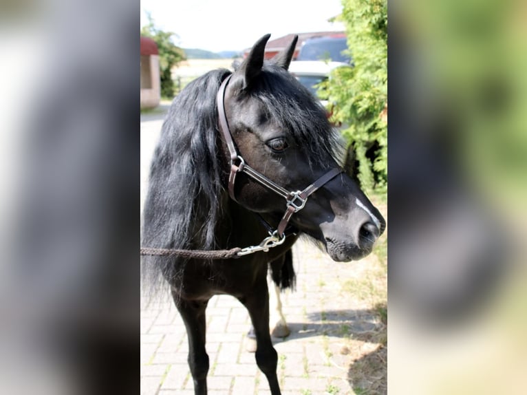 Welsh-B Ruin 16 Jaar 125 cm Zwartbruin in Moringen