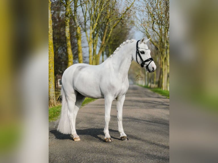 Welsh-B Mix Ruin 16 Jaar 126 cm Schimmel in Wormer