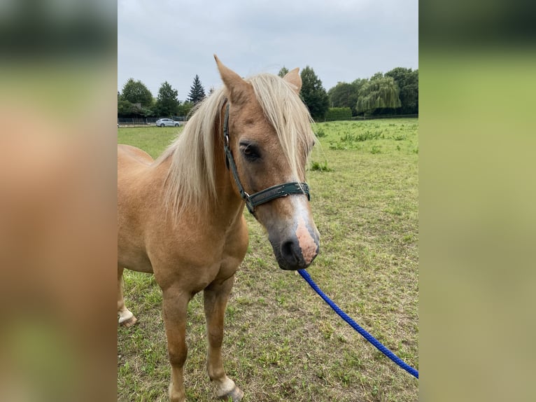 Welsh-B Ruin 16 Jaar 134 cm Palomino in Bad Sulza
